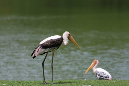 The Painted Stork bird (Mycteria leucocephala) in garden
