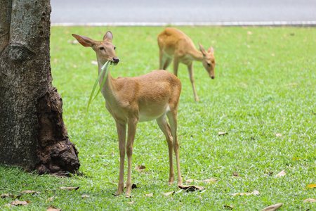 The female deer is eatting grassin garden at thailand