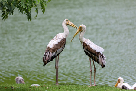 The Painted Stork bird (Mycteria leucocephala) in garden