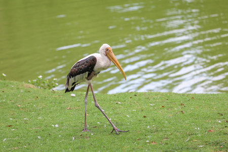 The Painted Stork bird (Mycteria leucocephala) in garden