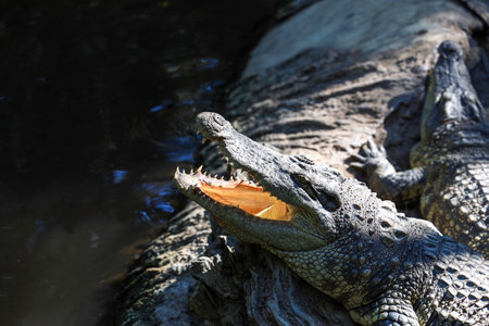 Close up head crocodile is rest in gardenの写真素材