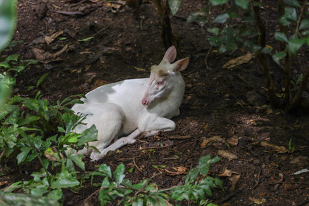 White barking deer is rest in forestの写真素材