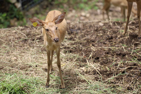 The female deer in garden at thailandの写真素材