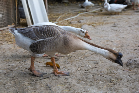 The white goose is stand on garden in summerの写真素材