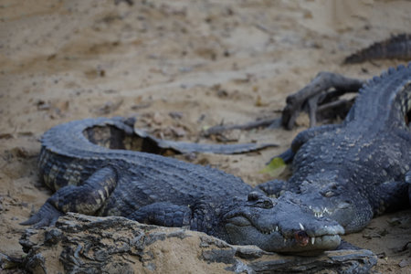 Close up crocodile head in garden
