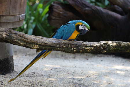 Close up the Blue and yellow macaw parrot bird in garden