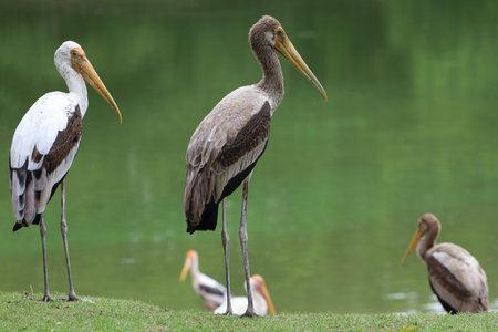 The Painted Stork bird (Mycteria leucocephala) in garden