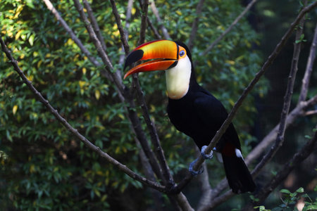The toco toucan bird on the wood treeの写真素材