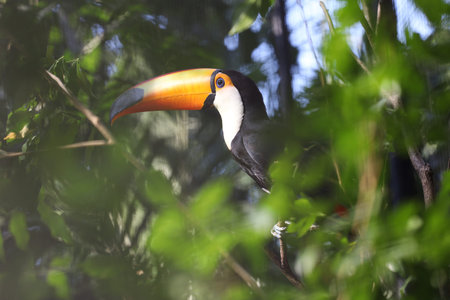 The toco toucan bird on the wood tree