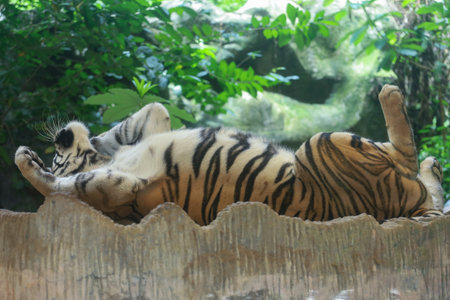 Close up Indochinese tiger is beautiful animal