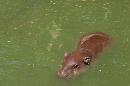 The baby Dwarf hippopotamus rest at noon in waterの写真素材