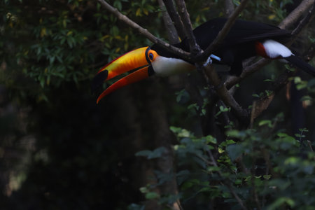 The toco toucan bird on the wood tree