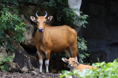 The female and baby red cow in nature gardenの写真素材