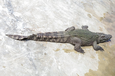 The crocodile is stay near the riverの写真素材