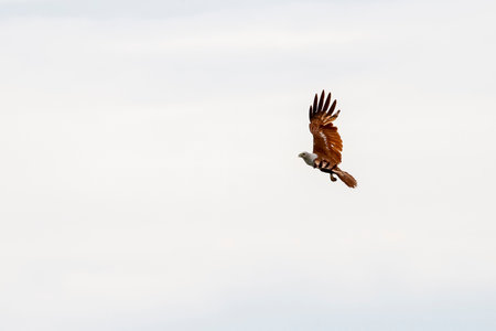 Red eagle fly on the sky in nature at thailandの写真素材