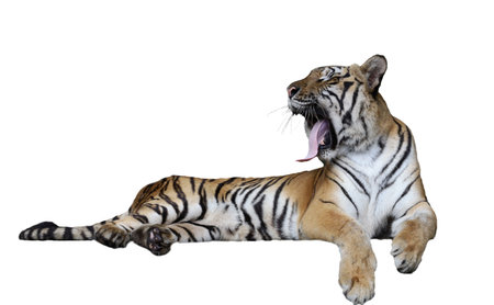 Close up Indochinese tiger is beautiful animal and dangerous on white background have pathの写真素材