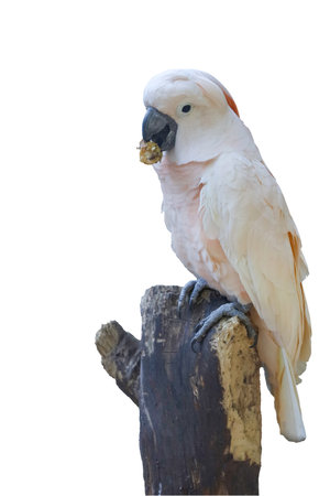 moluccan cockatoo bird is food on old stick tree on white background have pathの写真素材