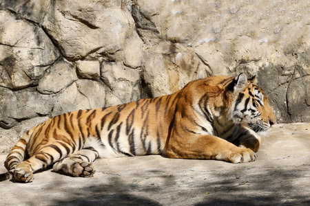 Close up Indochinese tiger is rest