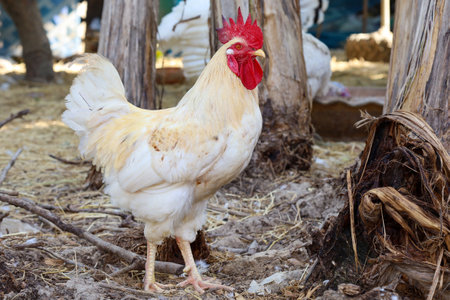 The Rhode Island is stand up in garden at thailandの写真素材