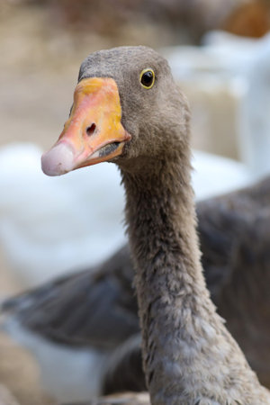Close up head brown goose in nature farm garden at thailand