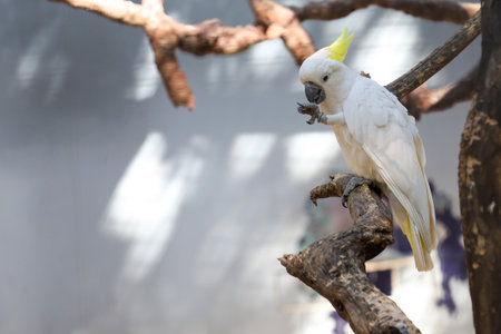 The triton cockatoo bird is the cute bird in gardenの写真素材