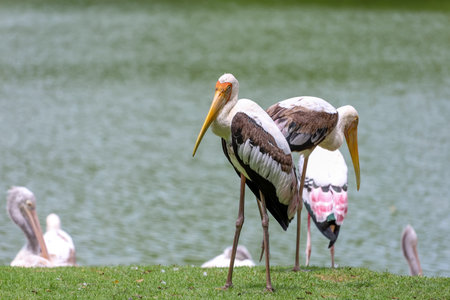 The Painted Stork bird (Mycteria leucocephala) in gardenの写真素材