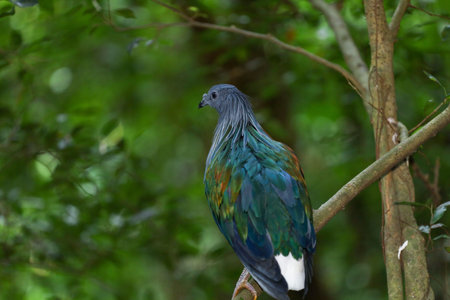 The big pigeon bird is rest in the gardenの写真素材