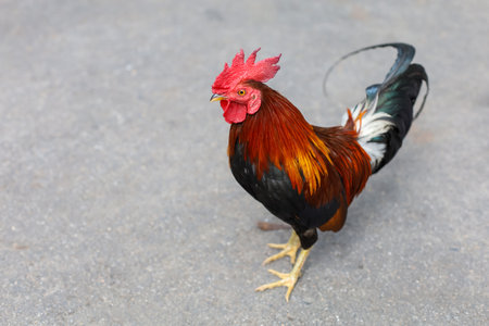 The fighting cock is beautiful hen in gardenの写真素材