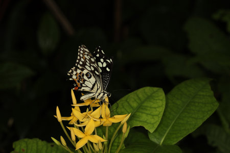 The beautiful butterfly on flower is show beauty wing in nature garden