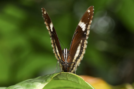 The beautiful butterfly on flower is show beauty wing in nature garden