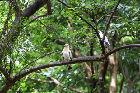 The pied imperial pigeon bird is rest in the garden