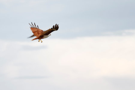 The Red eagle fly on the sky in nature at thailandの写真素材