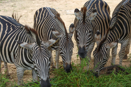 The family burchell zebra is eatting in farmの写真素材