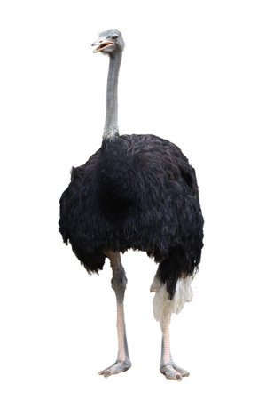 The big ostrich bird on white background have path