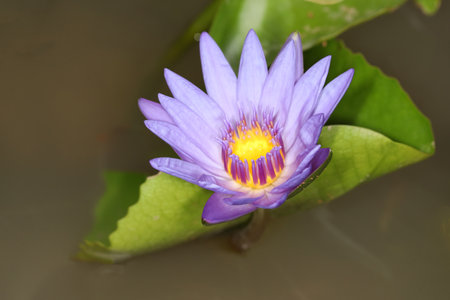 close up lotus flower yellow and purple color is so beautifulの写真素材
