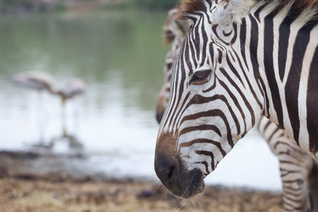 Close up head The burchell zebra in national parkの写真素材