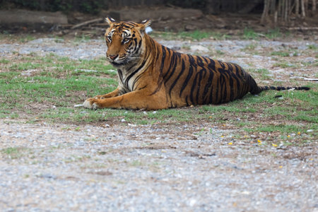 The bengal tiger is sit and rest in gardenの写真素材