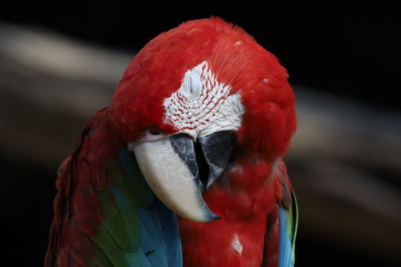 Close up the red macaw parrot bird in garden