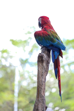 Close up the red macaw parrot bird in gardenの写真素材