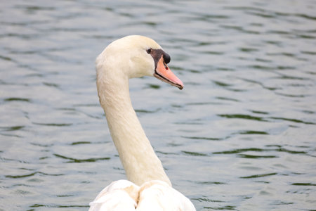 Close up White goose is beautiful in riverの写真素材
