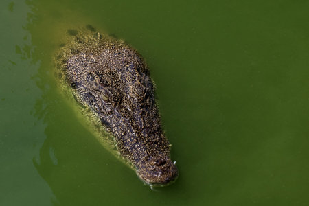 Close up big head crocodile is show head in riverの写真素材