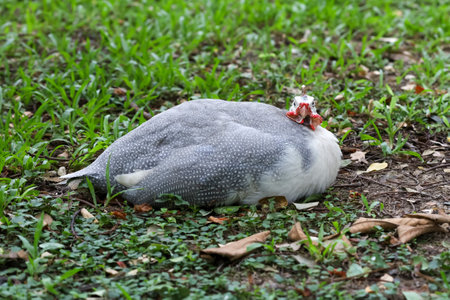 The guineafowl is rest on nature garden under treeの写真素材