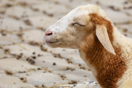 Close up head baby Sheep is restの写真素材
