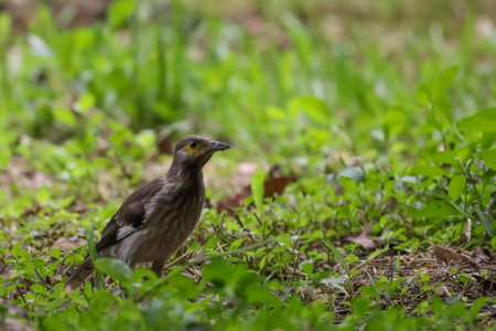 The black bird in the nature gardenの写真素材