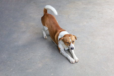The baby brown thai puppy is sit down