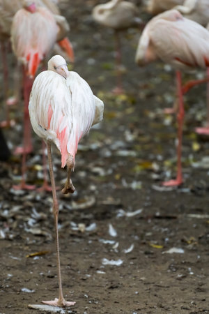 The flamingo is stand up and cute pink bird in nature gardenの写真素材