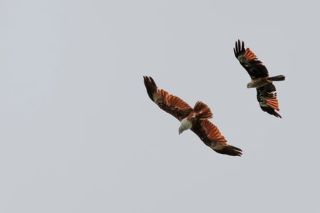 The Red eagle fly on the sky in nature at thailandの写真素材