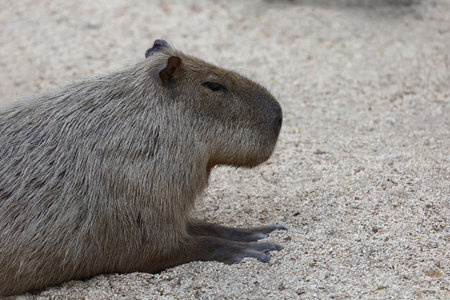 close up head the capinara is biggest rat and cute animalの写真素材