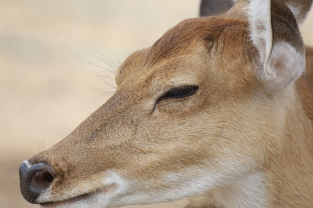 Close up head female deer in gardenの写真素材