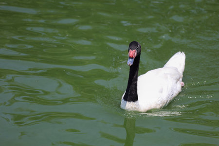 The black neck and White goose in riverの写真素材